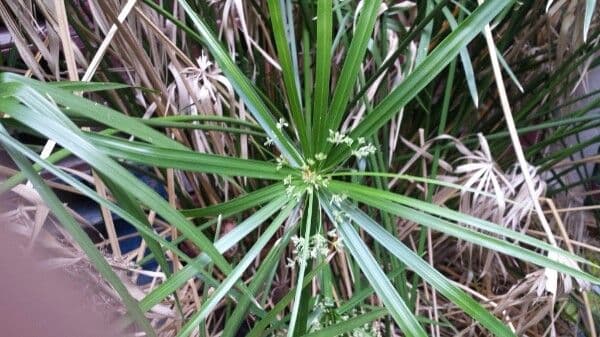 Cyperus alterniflorus 3