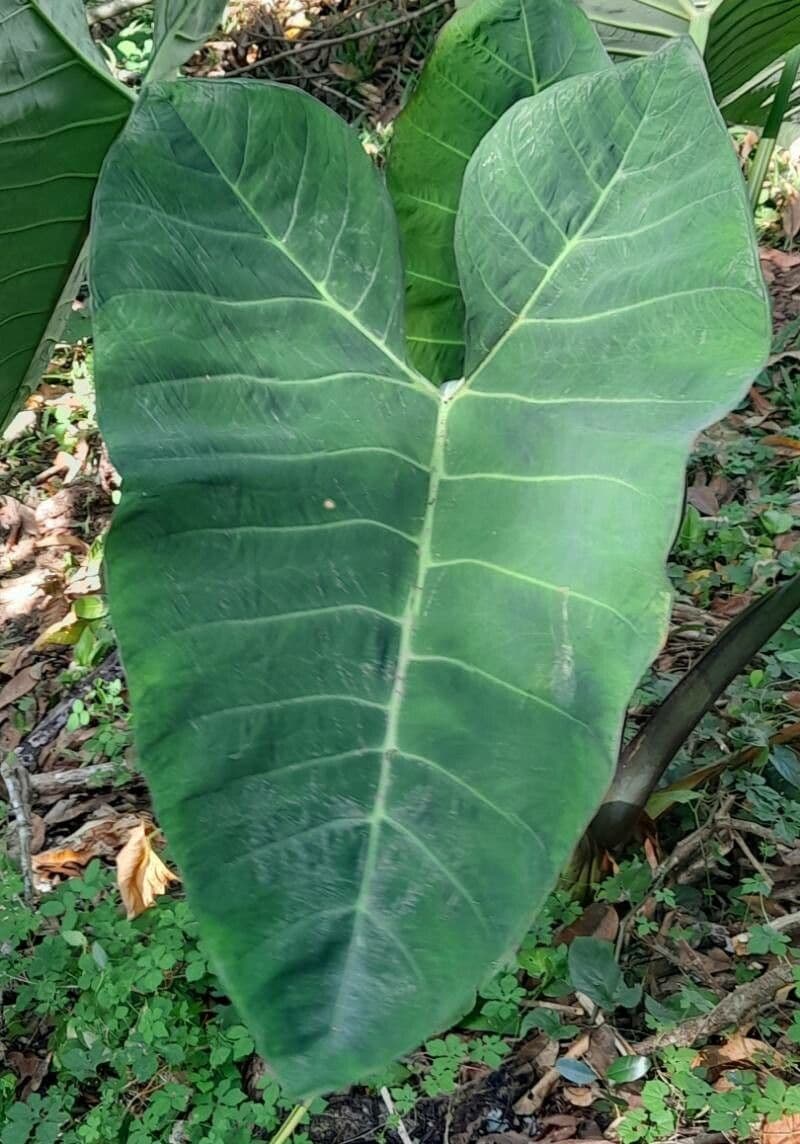 Xanthosoma 2