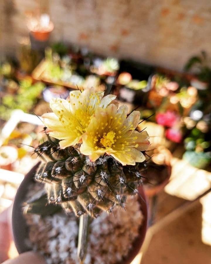 Copiapoa 5