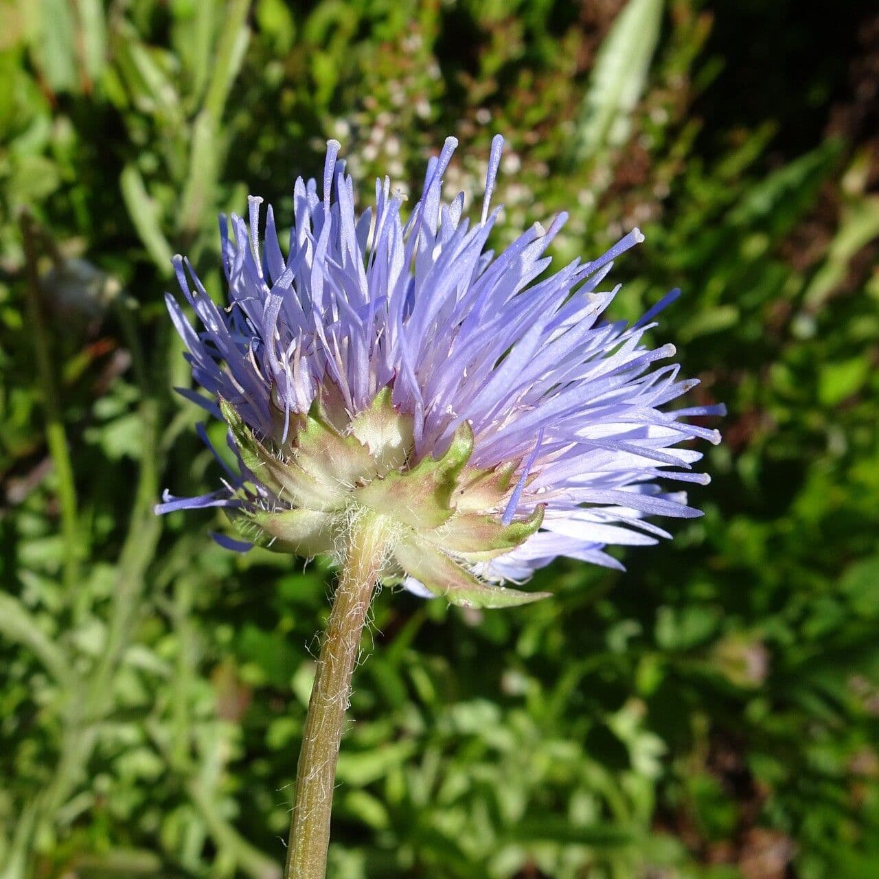 Jasione 6