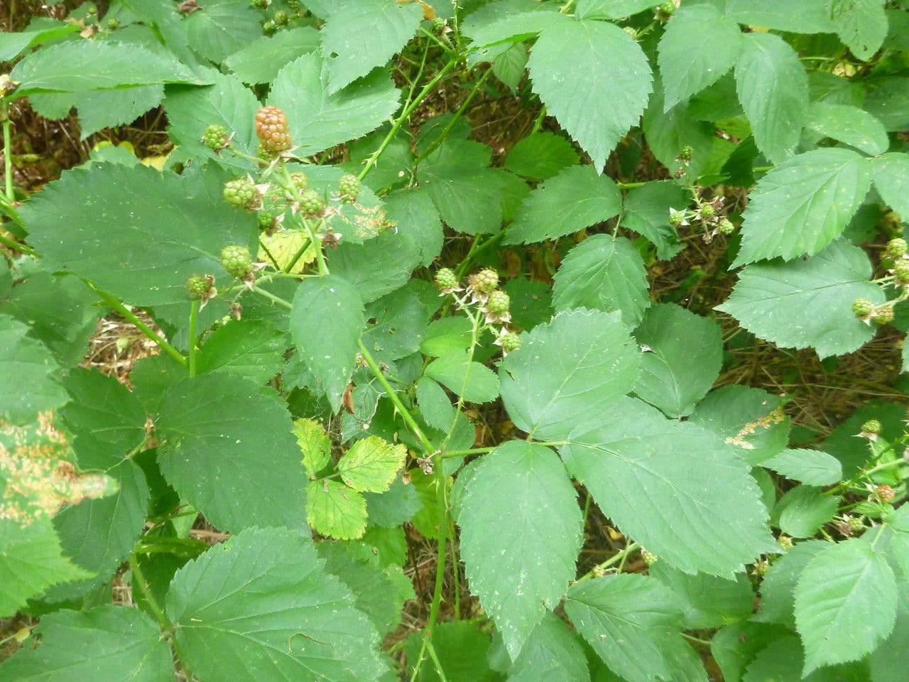 Long-prickled bramble 5