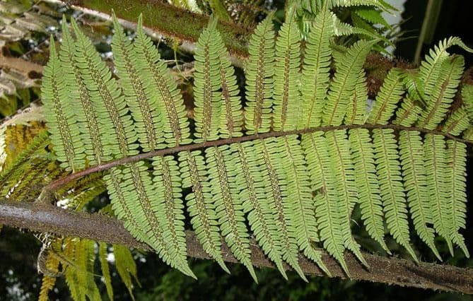 Alsophila cuspidata 3