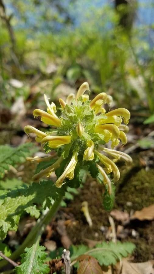 Pedicularis canadensis 5