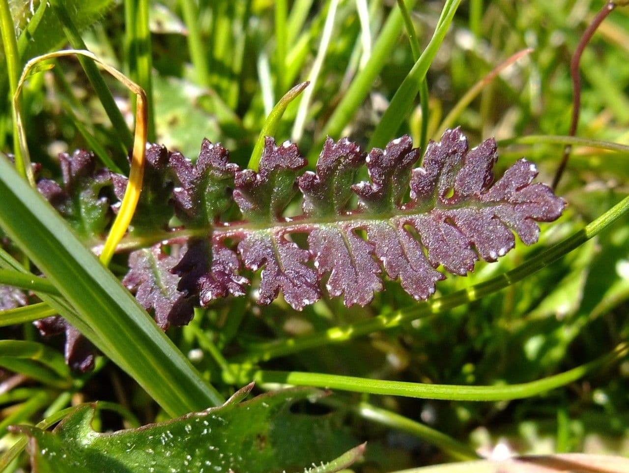 Pedicularis kerneri 15
