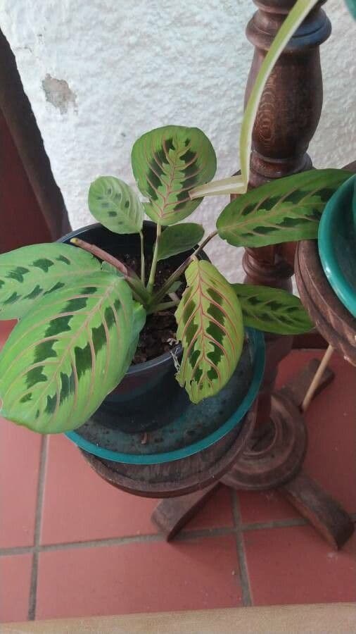 Maranta 18