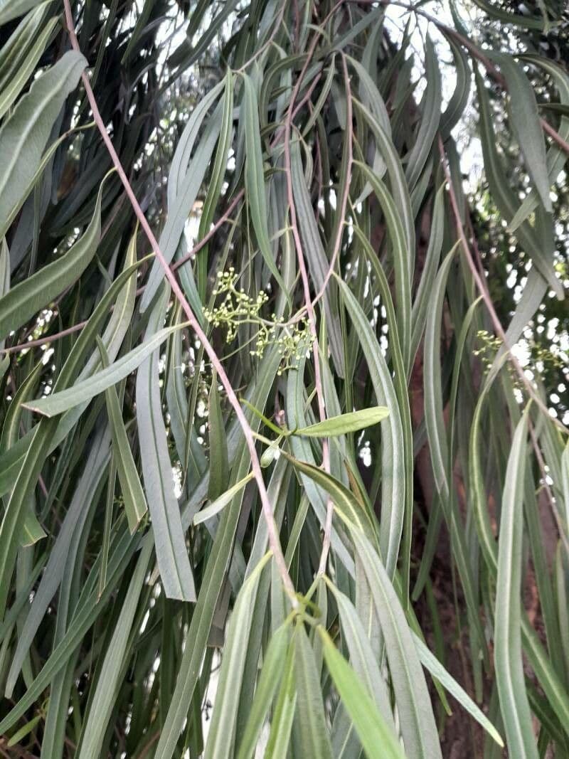Geijera parviflora 8
