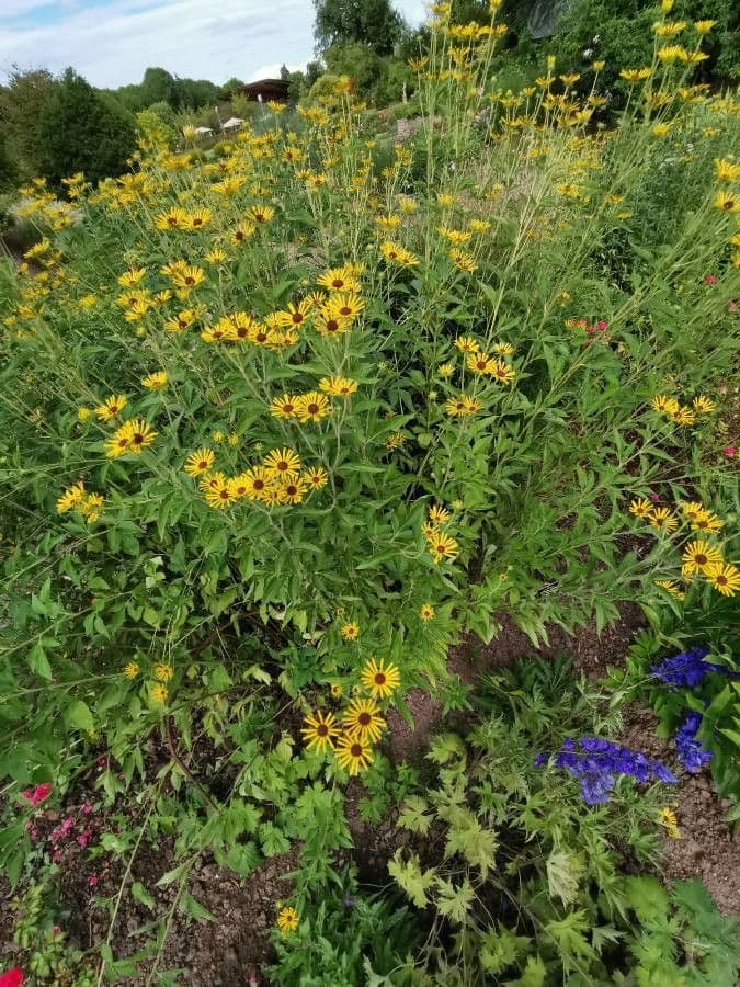 Rudbeckia dolce 7