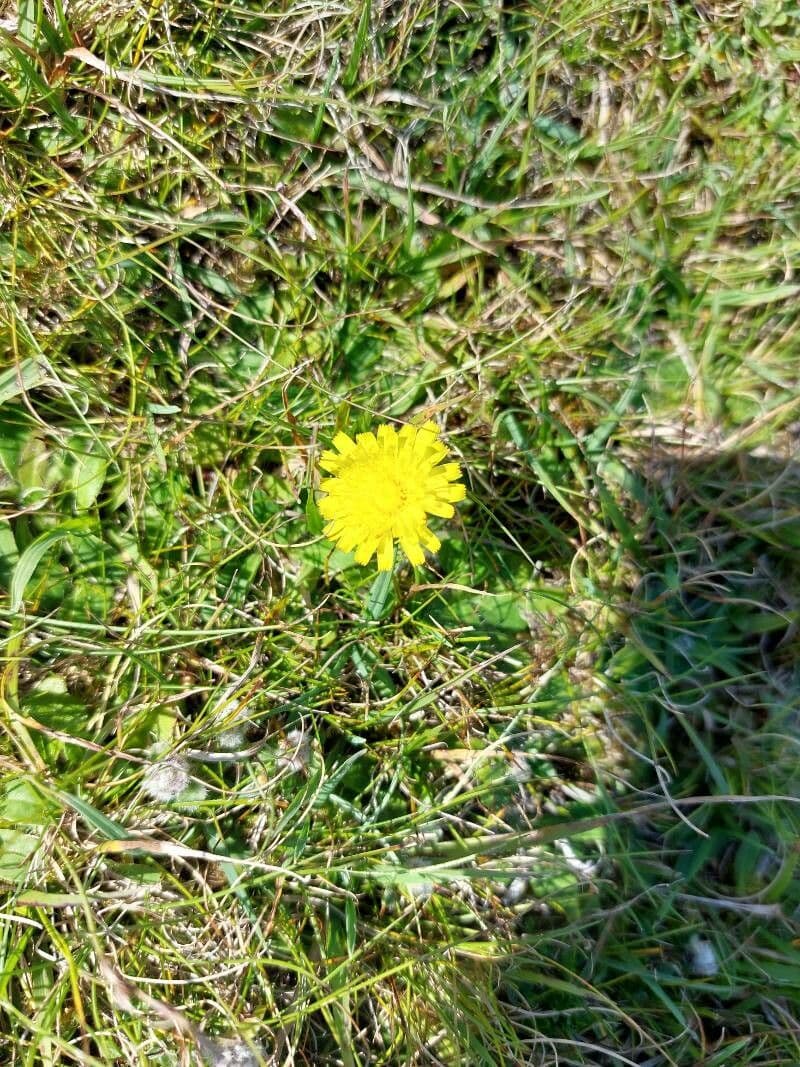 Pelosella 6