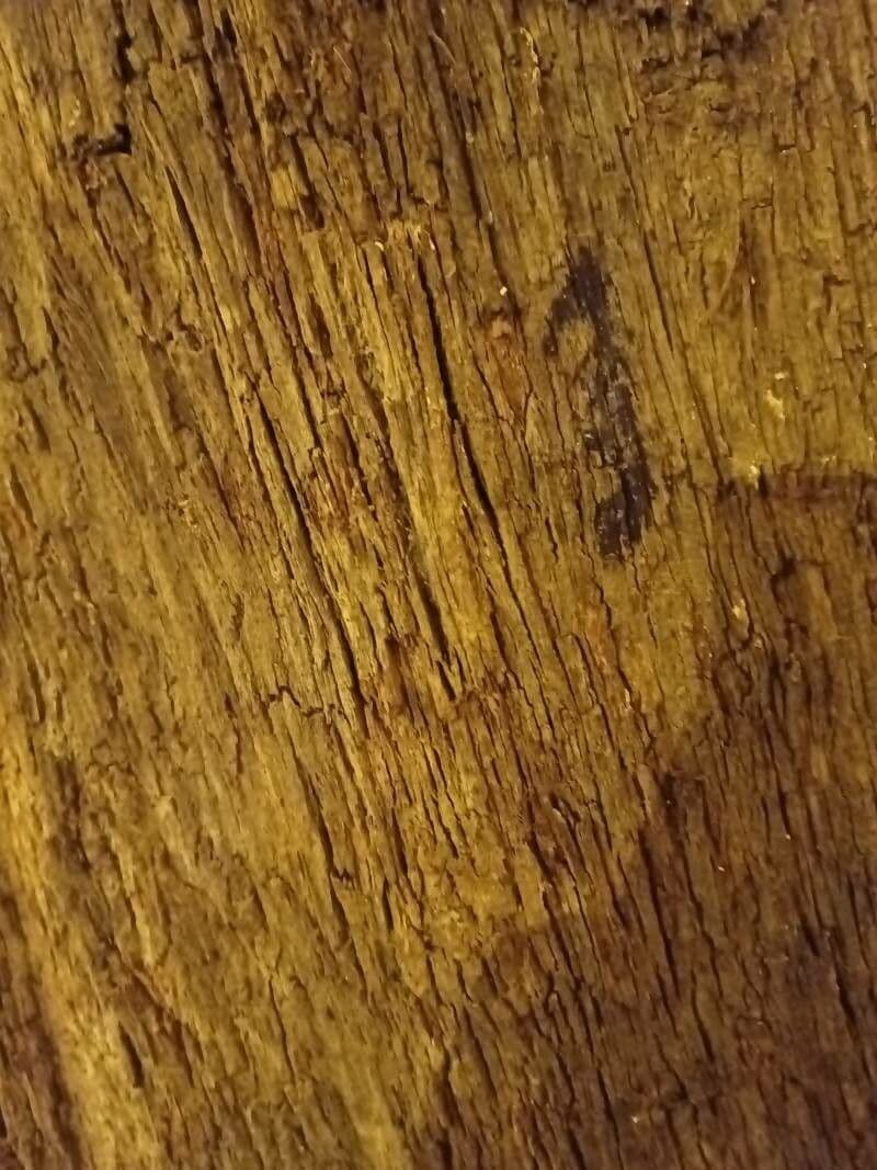 Casuarina di Cunningham 22