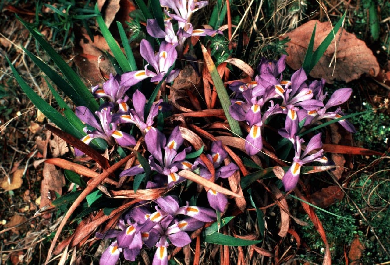 Iris verna 9