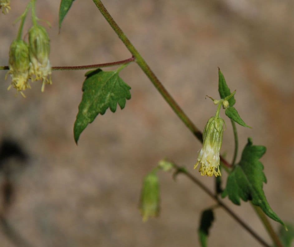 Brickellia grandiflora 3