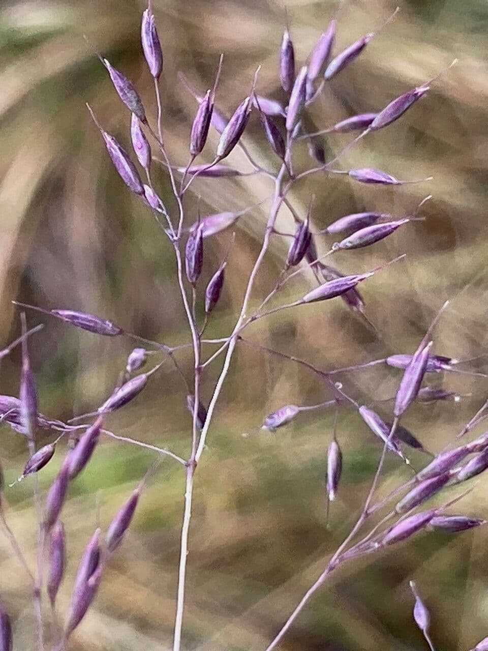 Calamagrostis 4