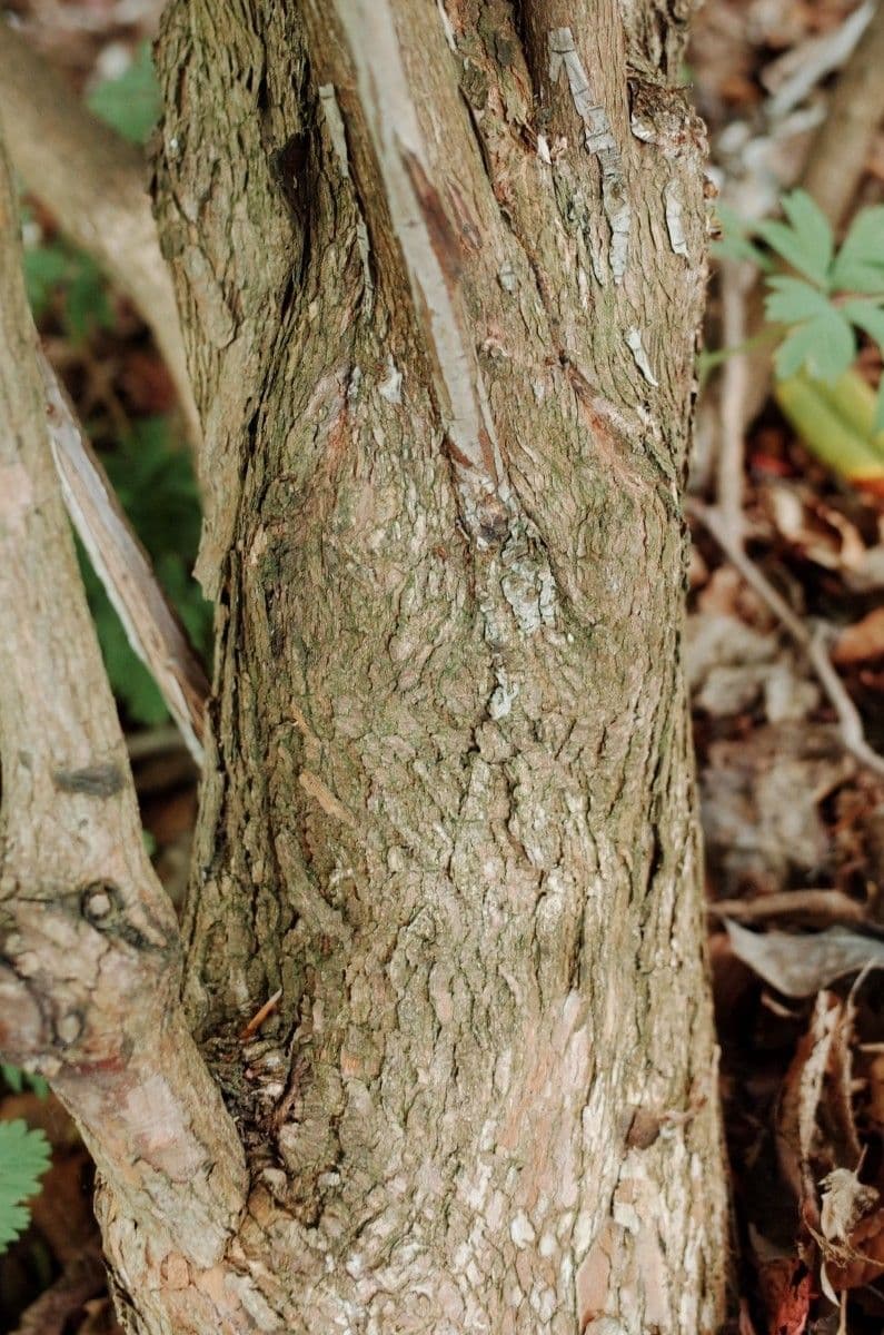 Rododendron stromovit
 25