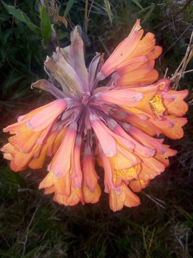 Bomarea multiflora 4