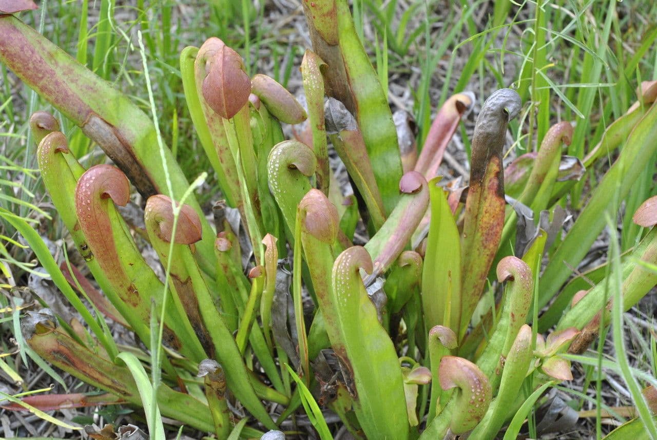 Sarracenia minore 8