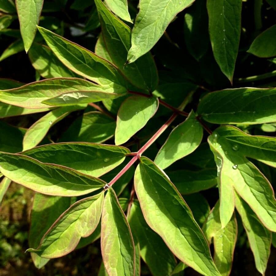 Echte Pfingstrose 19