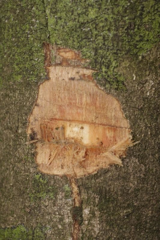 Xylopia nitida 12