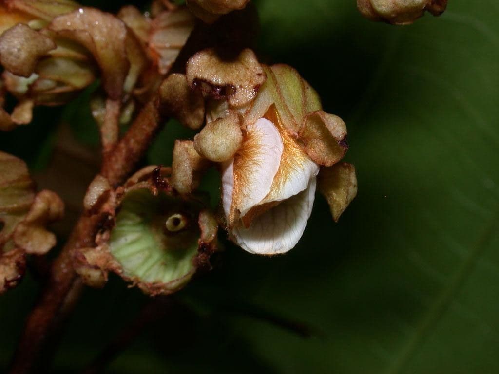 Schnella 5