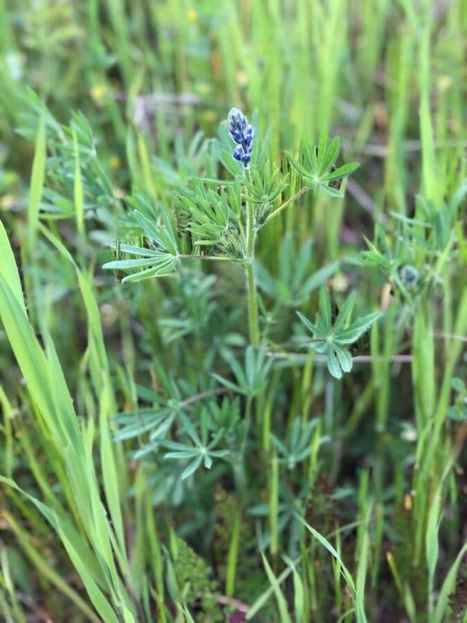 Lupinella bicolore 19