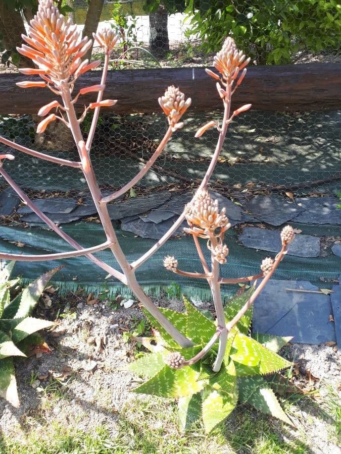 Aloe 3