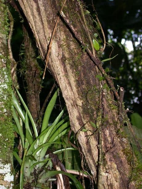 Dichapetalum 14