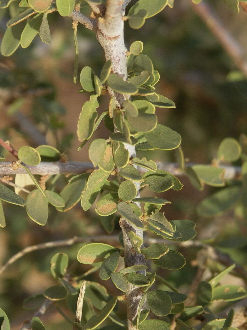 Dickblättrige Maerua 19
