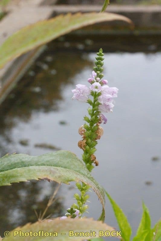 Physostegia virginiana 27
