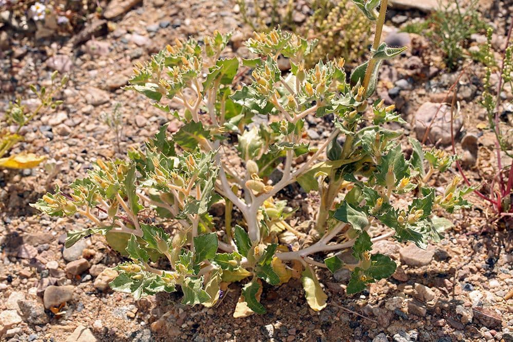 Mentzelia 8