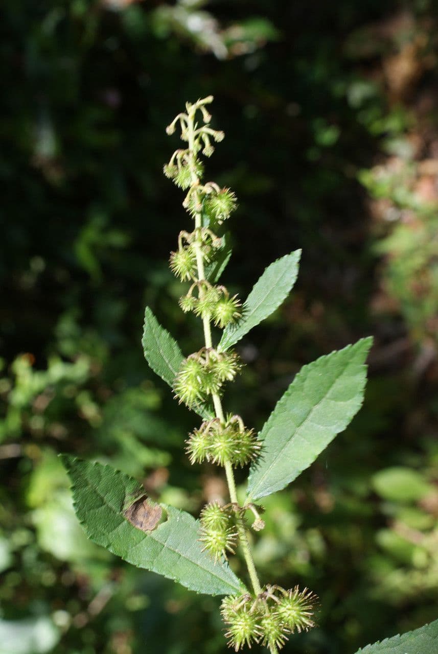 Triumfetta rhomboidea 14