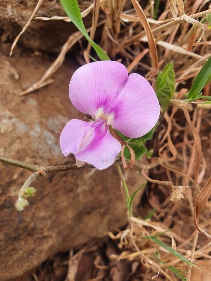 Vigna frutescens 8