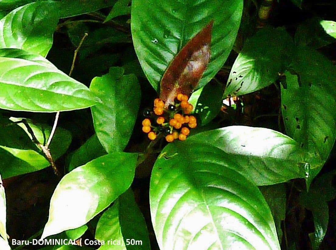 Psychotria 14