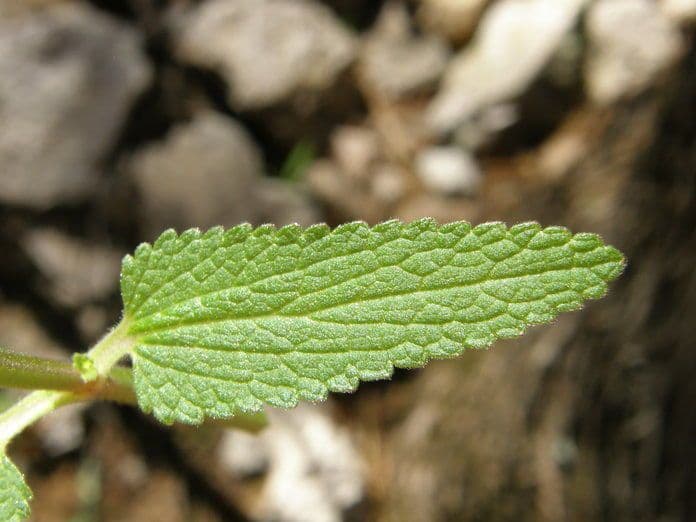 Stachys coccinea 11