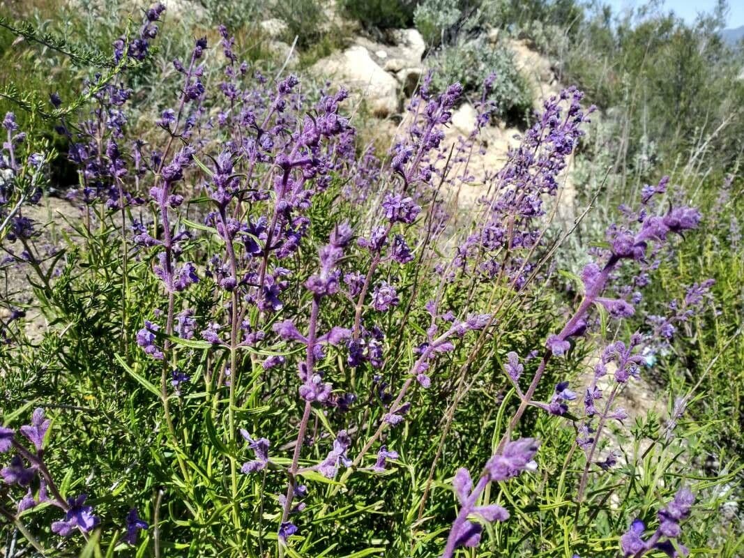 Trichostema 6