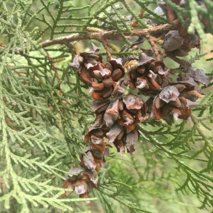Arborvitae oriental 2
