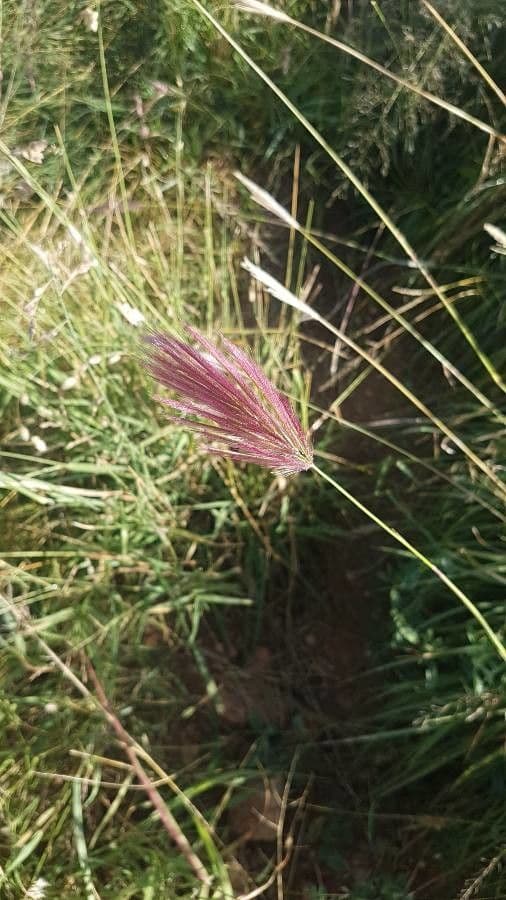 Tetrapogon