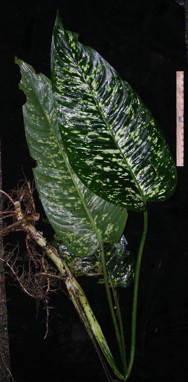 Dieffenbachia di Grayum 5