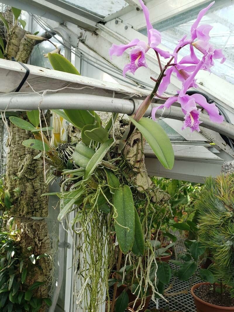 Dowianas Cattleya 2