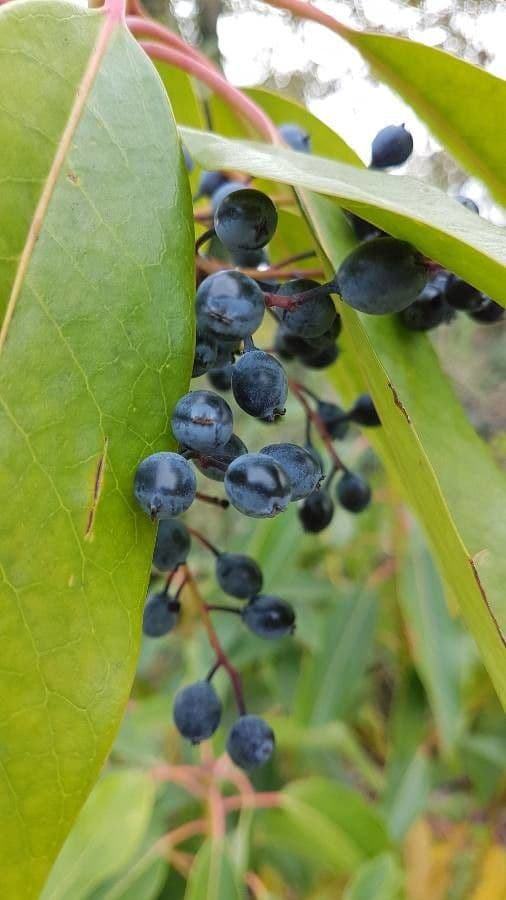 Daphniphyllum 4