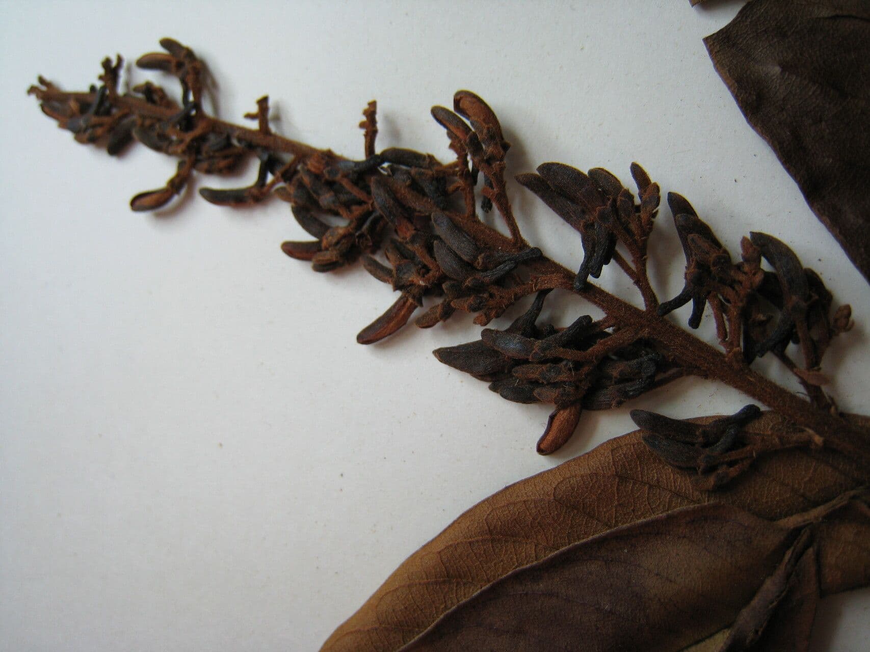 Vochysia 13
