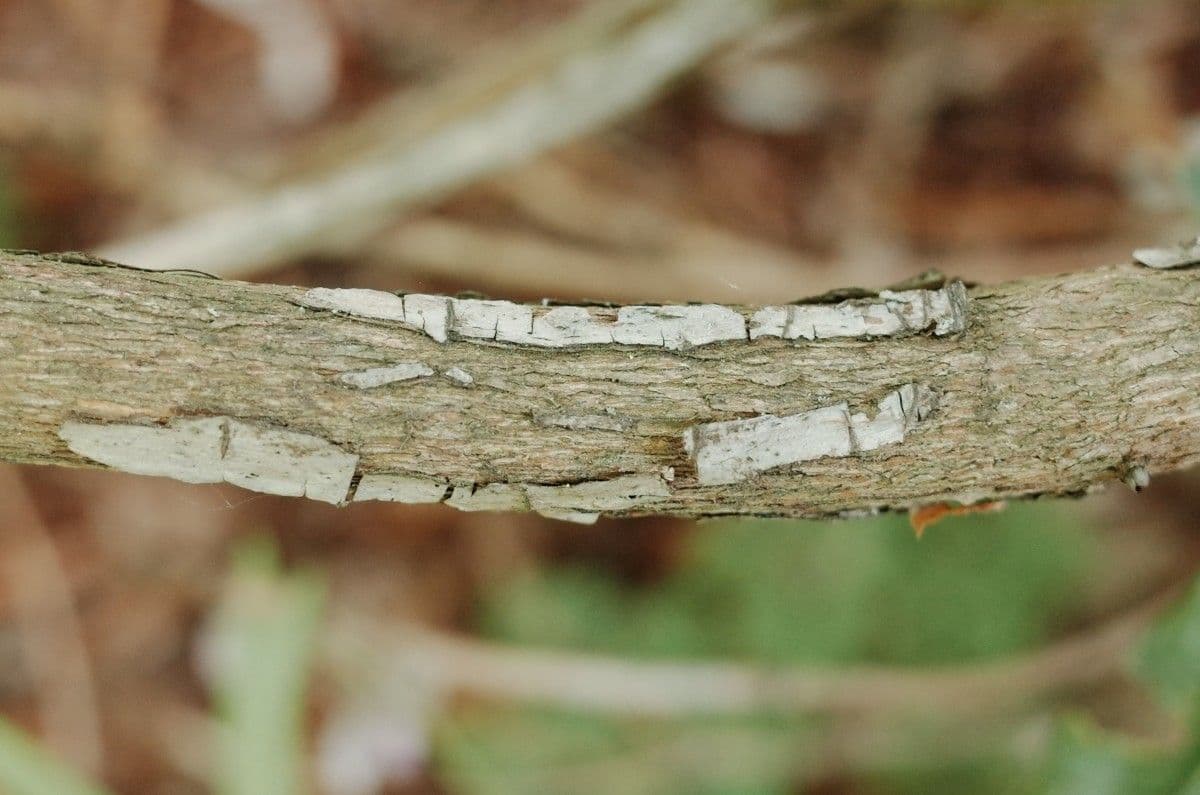 Rododendron stromovit
 23