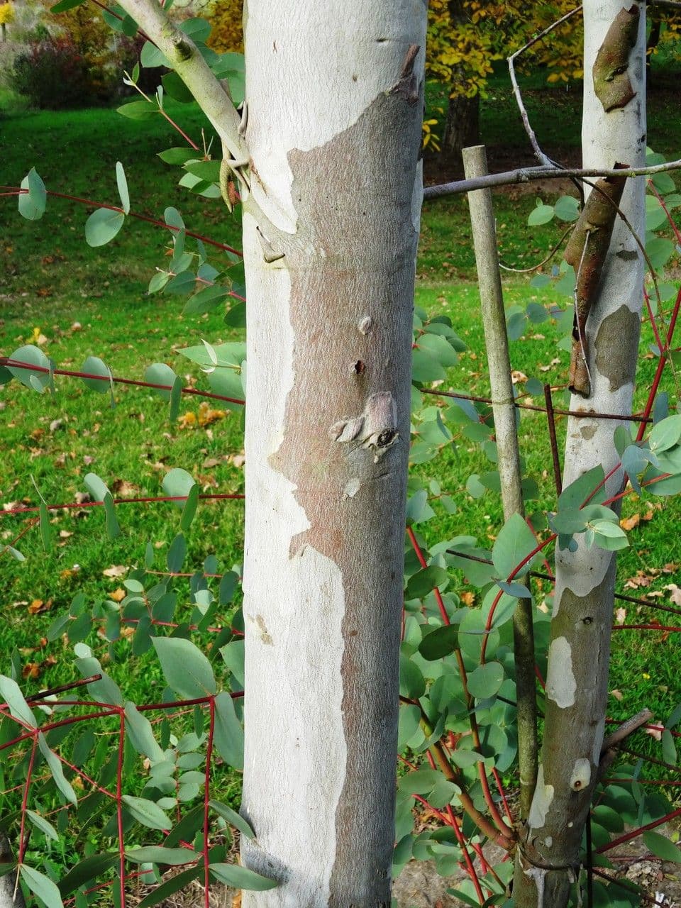 Kandelrinden-Eukalyptus