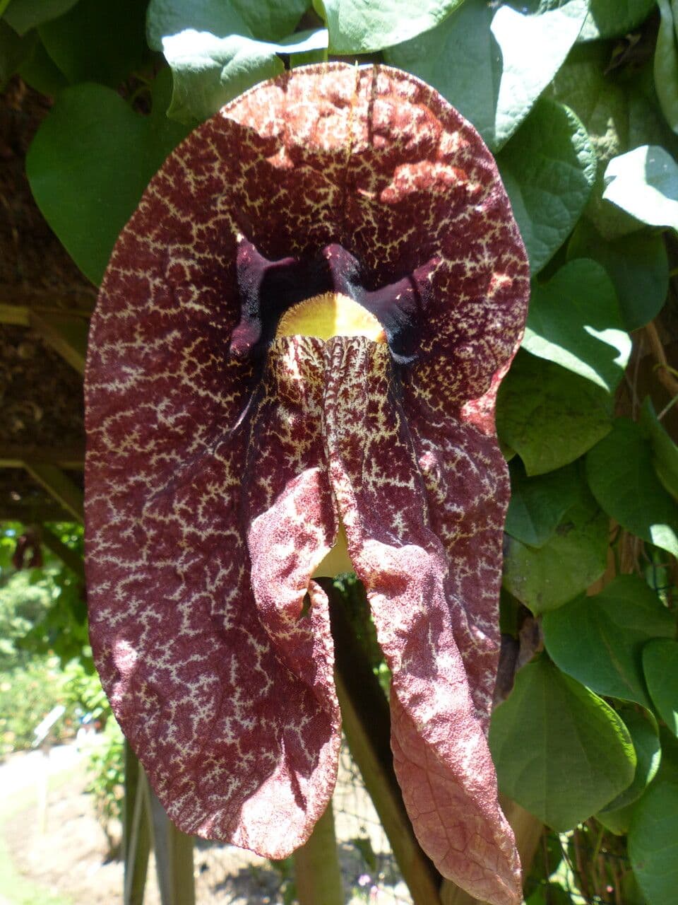 Fiore d'anatra