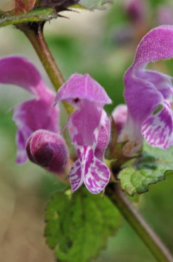 Falsa ortica macchiata 8