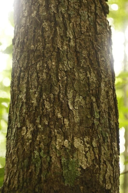 Protium tenuifolium 7