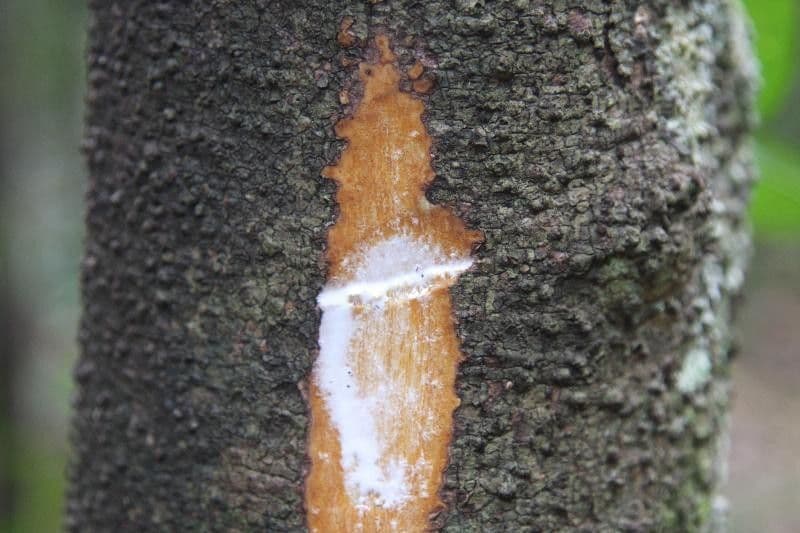 Ambelania acida 11