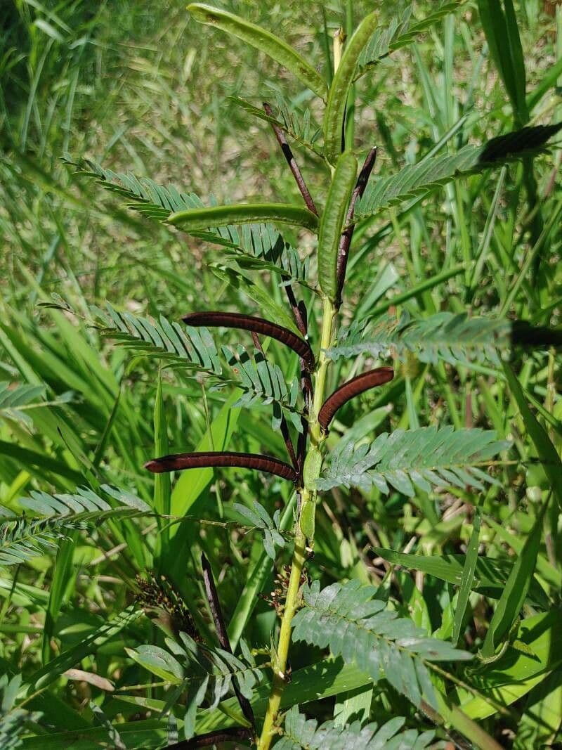Herbe sensible 2