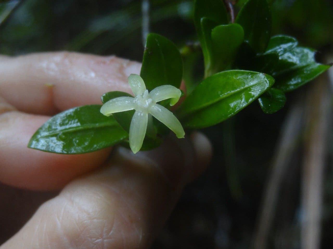 Psychotria 3