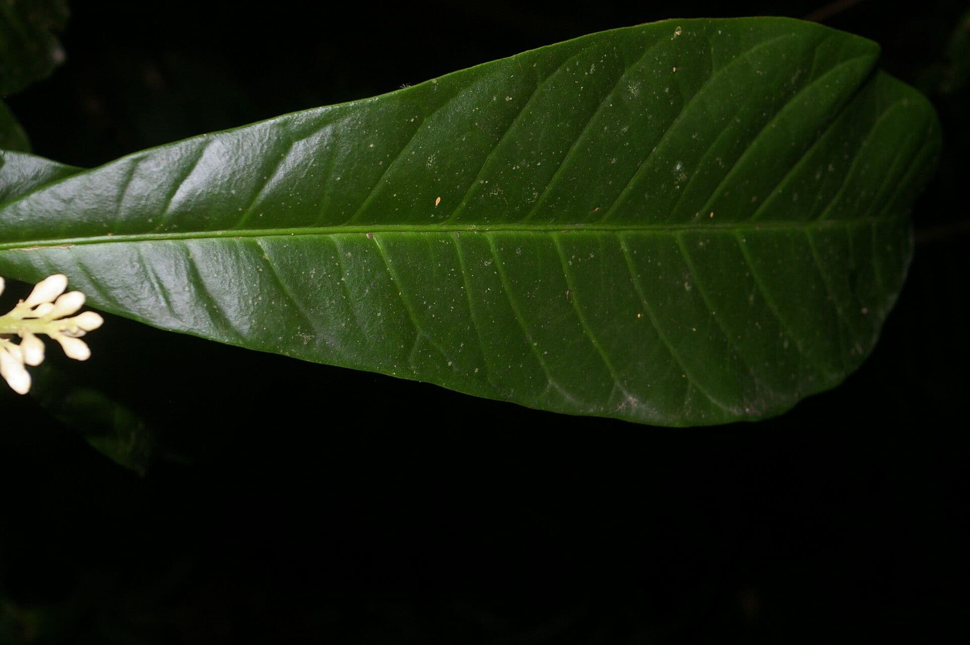 Conchocarpus 13