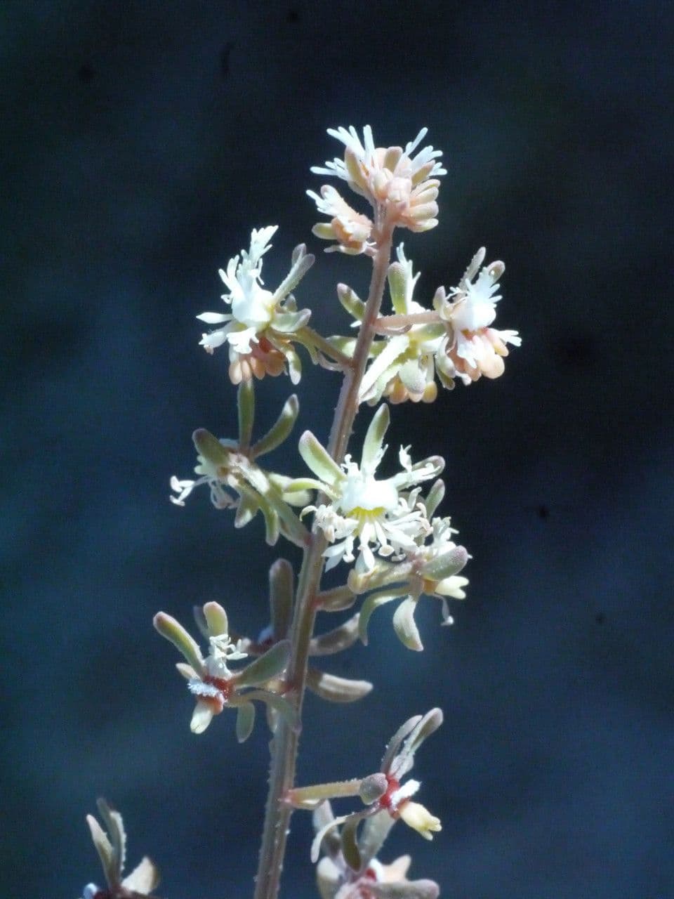 Reseda comune 26