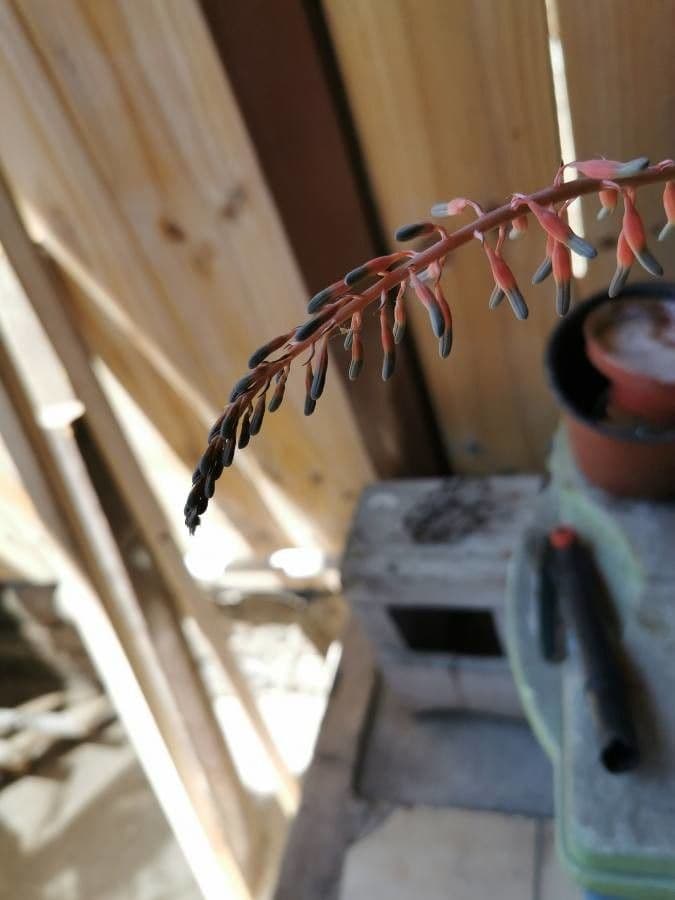 Gasteria 5